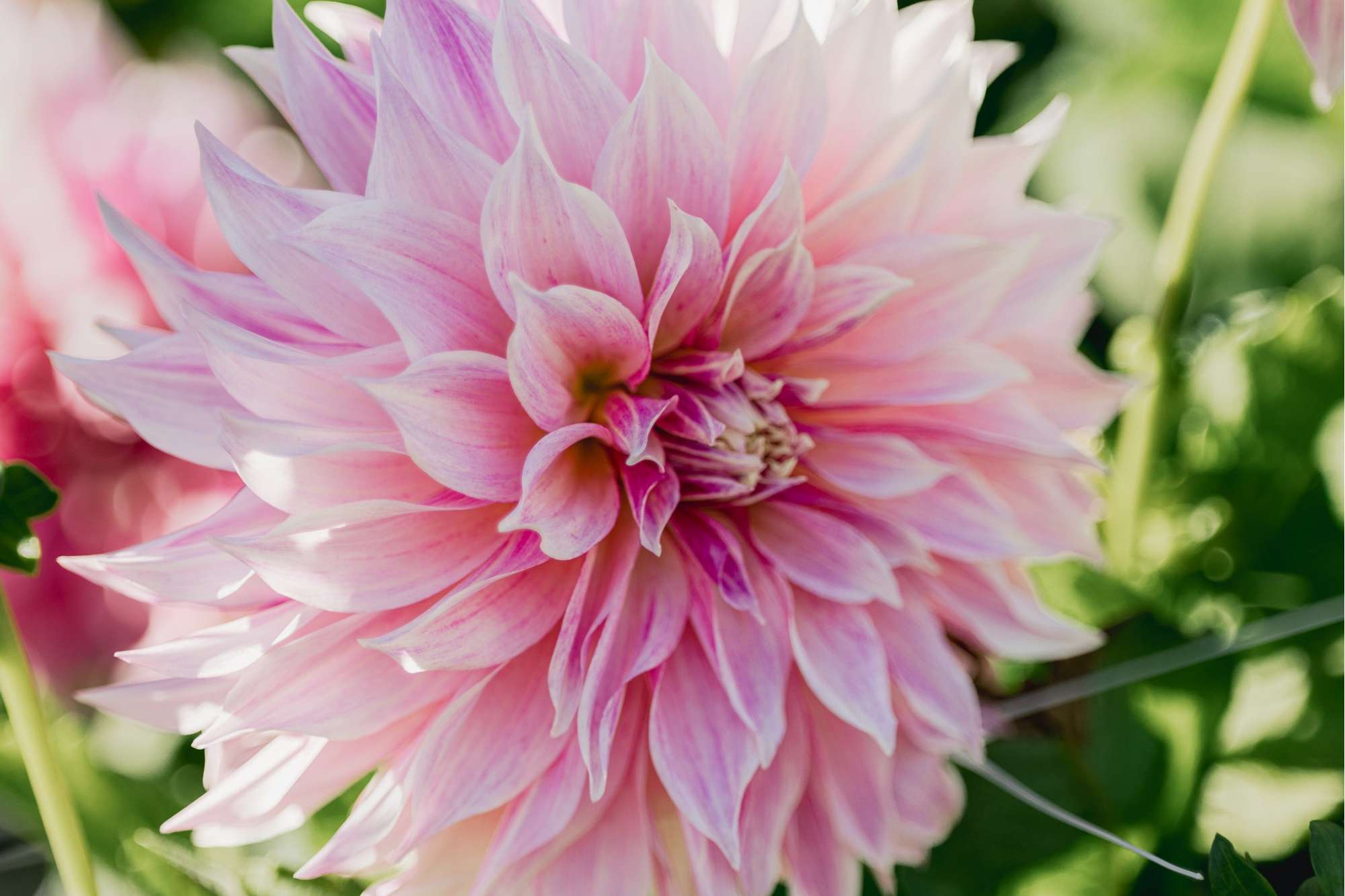 Dahlia 'Cafe au Lait Royal'